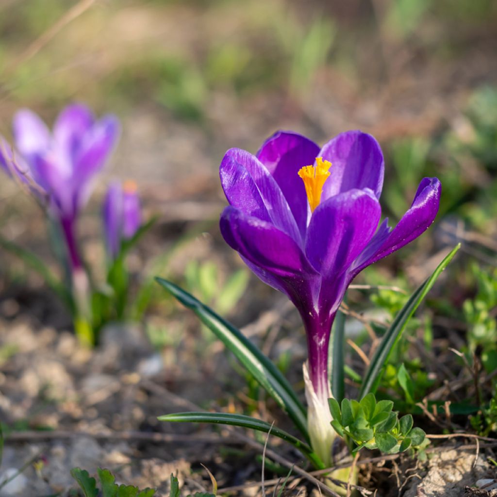 Crocus vernus Flower Record