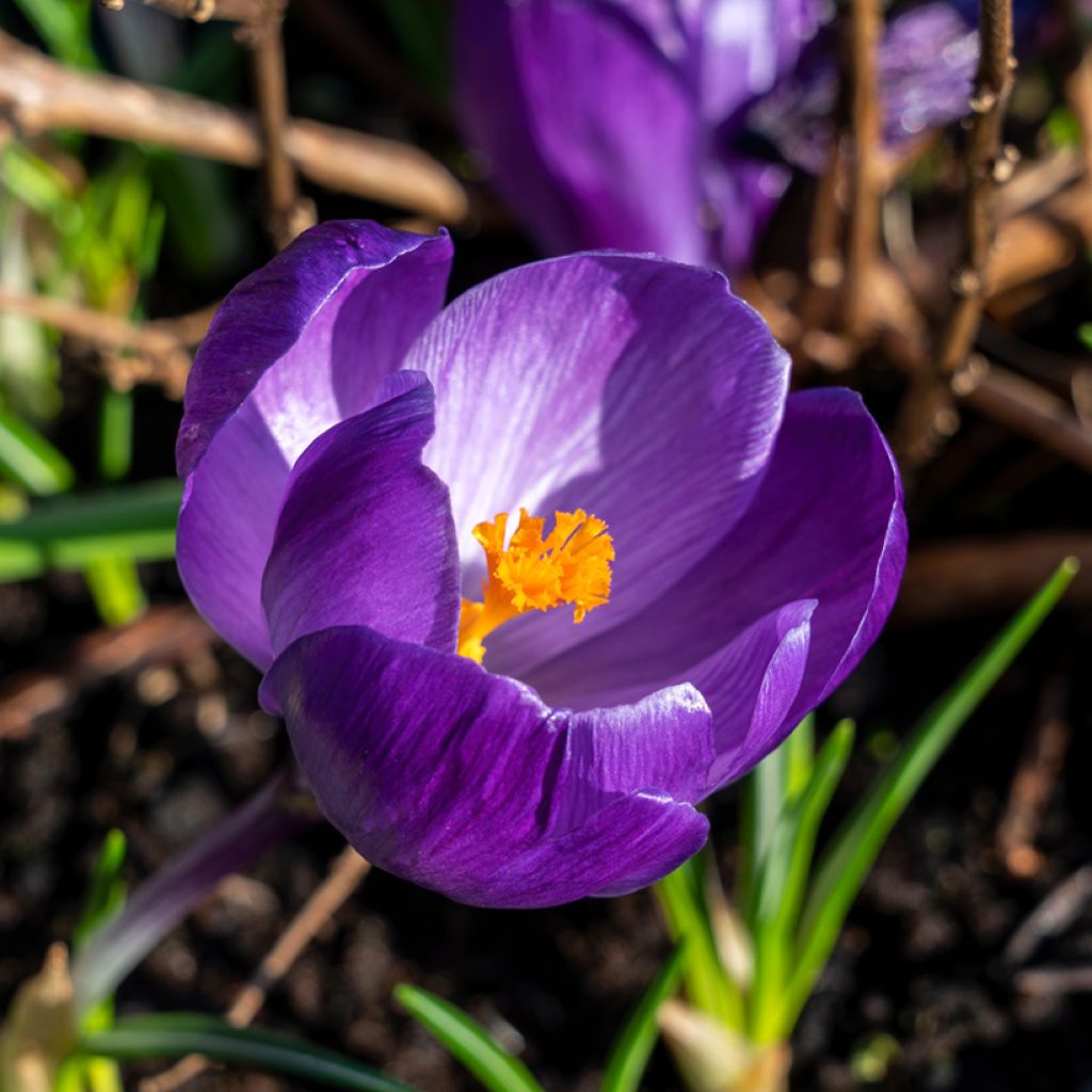 Crocus vernus Flower Record