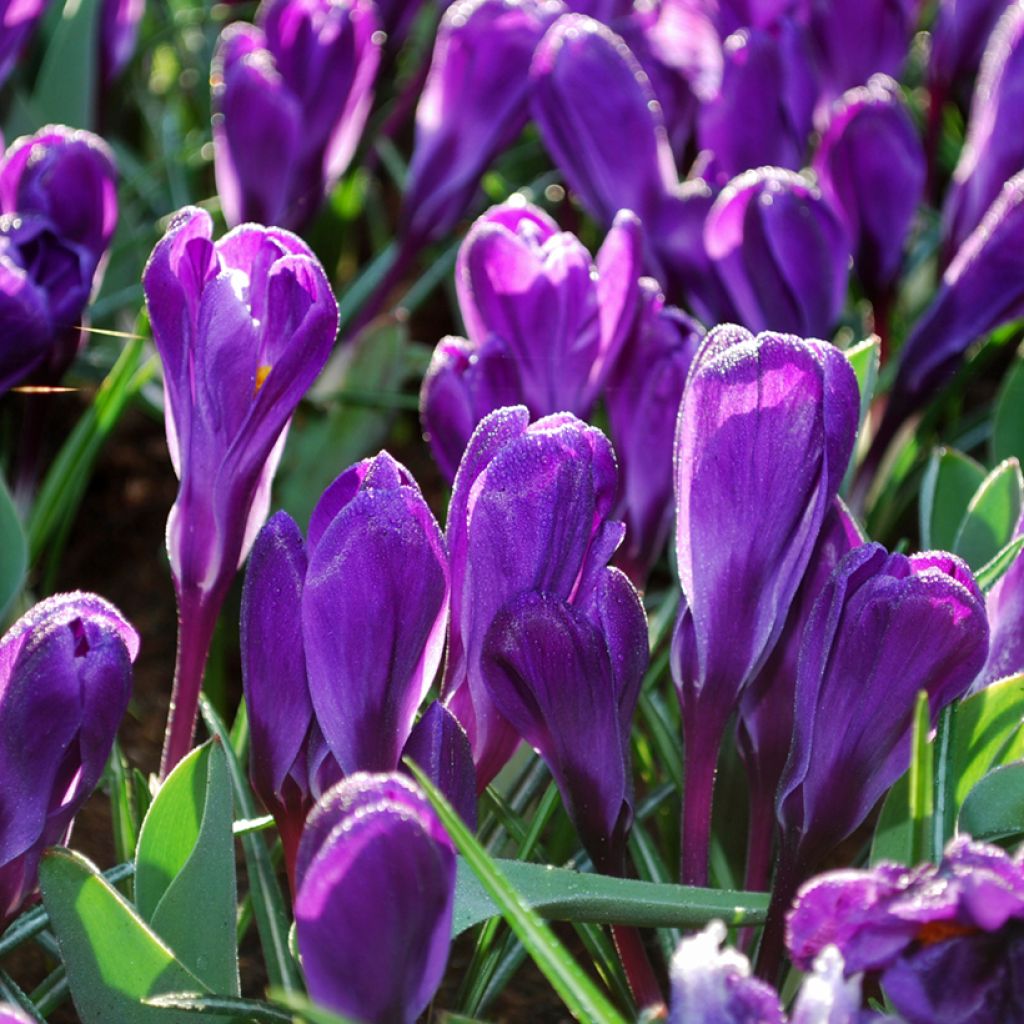 Crocus vernus Flower Record
