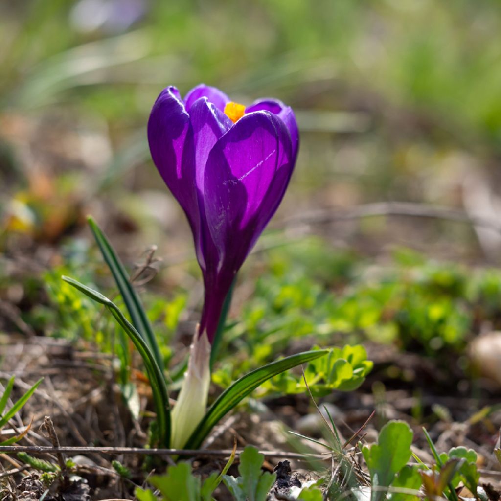 Crocus vernus Flower Record