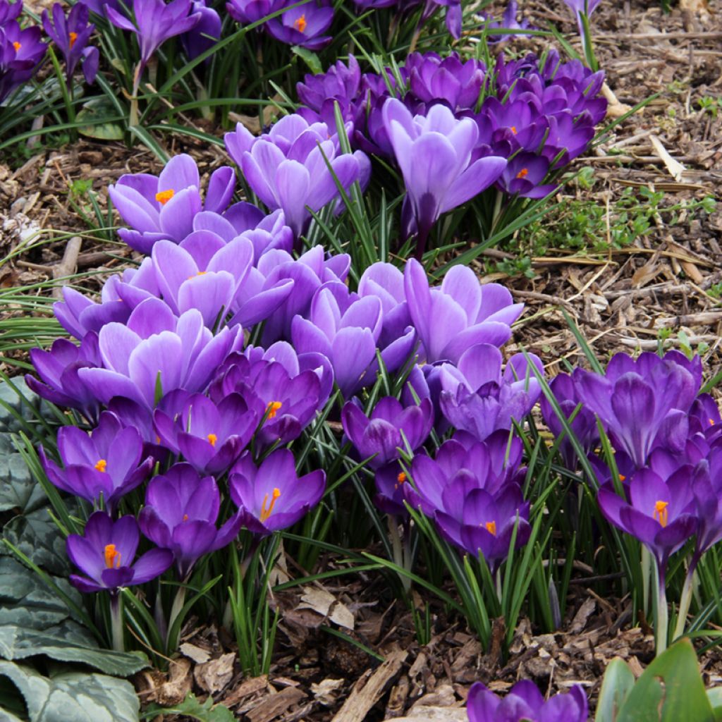 Crocus vernus Grand Maître