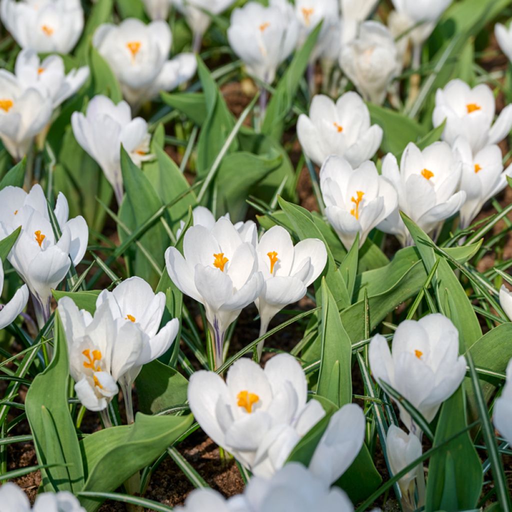 Crocus vernus Jeanne dArc