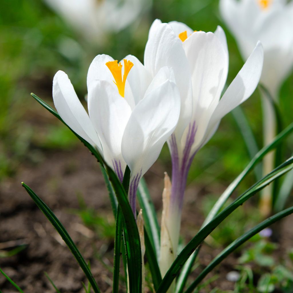 Crocus vernus Jeanne dArc