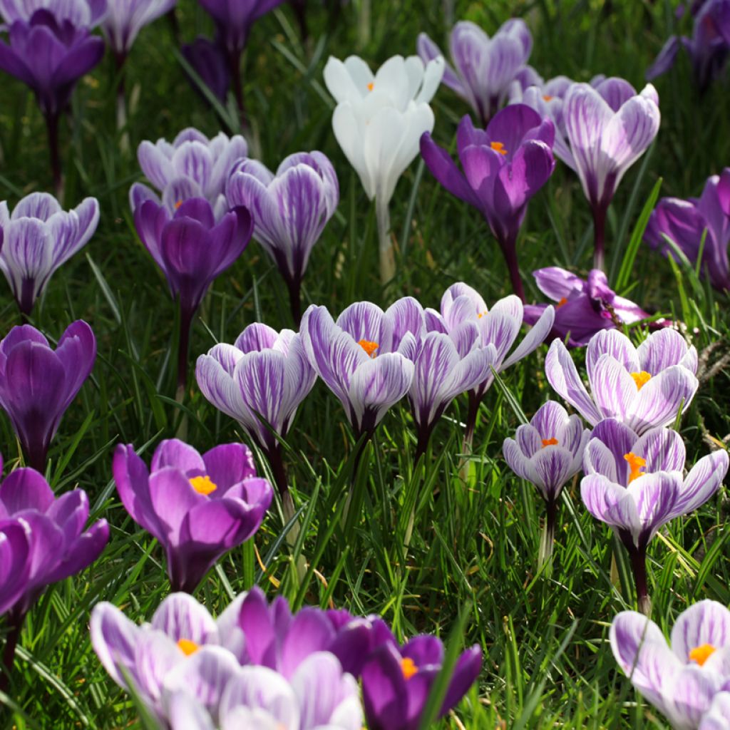Crocus vernus Pickwick