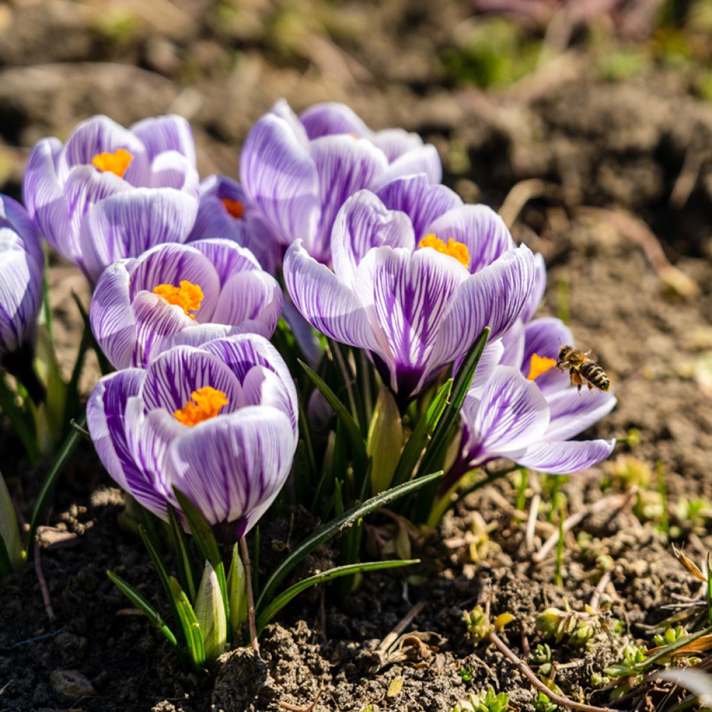 Crocus vernus Pickwick