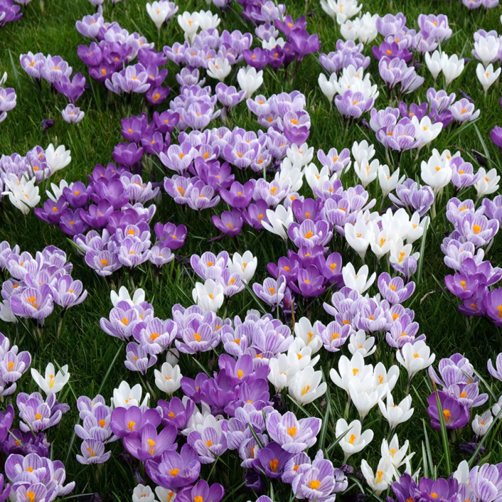 Crocus vernus Pickwick