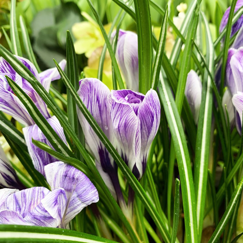 Crocus vernus Pickwick
