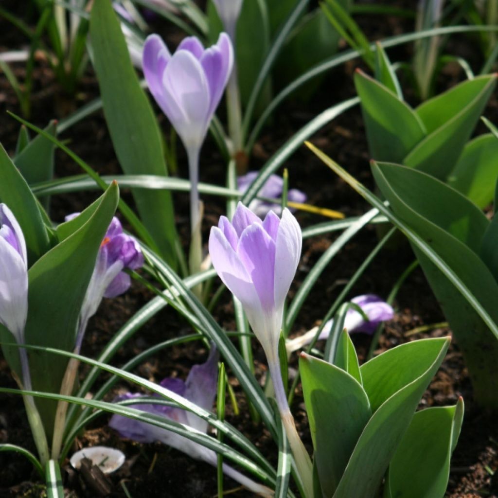 Crocus vernus Pickwick