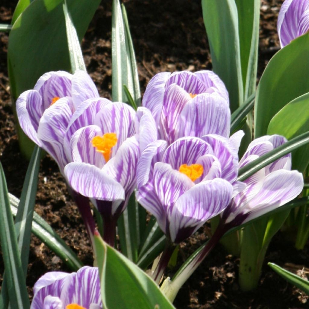 Crocus vernus Pickwick