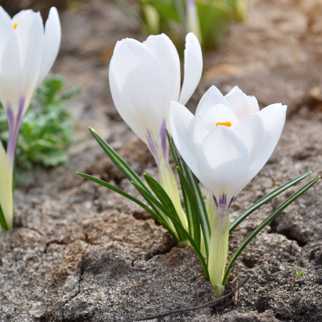 Crocus vernus Silver Coral