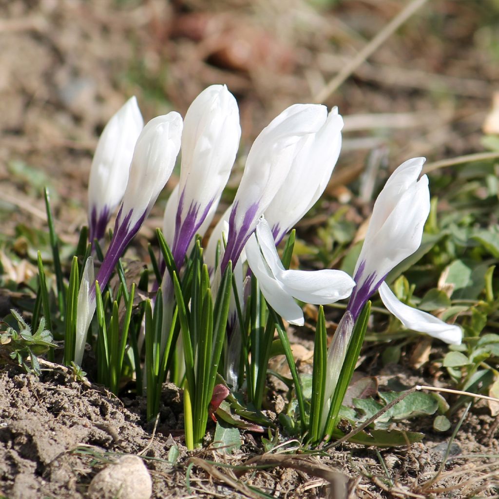 Crocus vernus Silver Coral