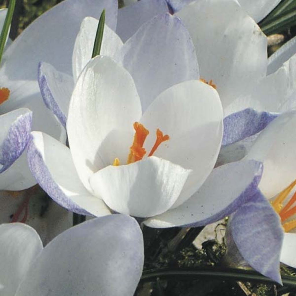 Crocus chrysanthus Blue Pearl