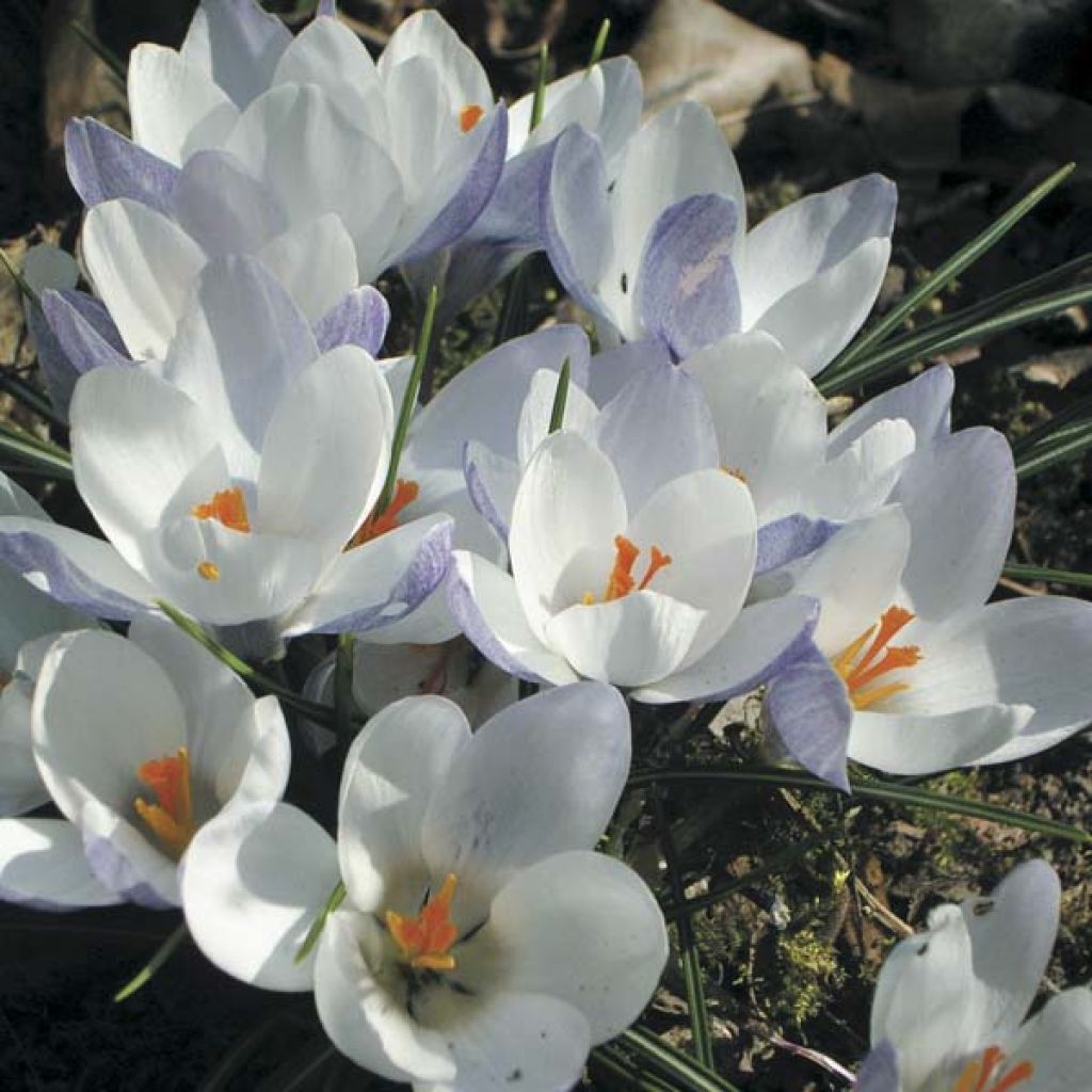 Crocus chrysanthus Blue Pearl