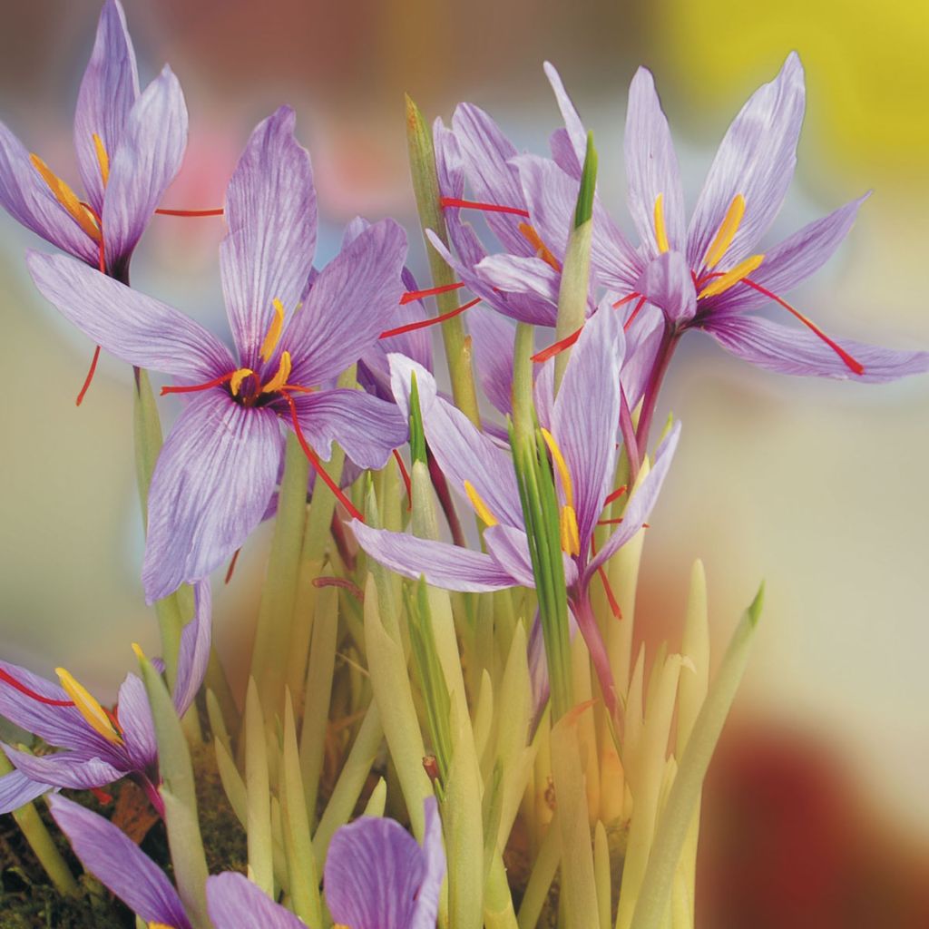 Crocus sativus - Saffron