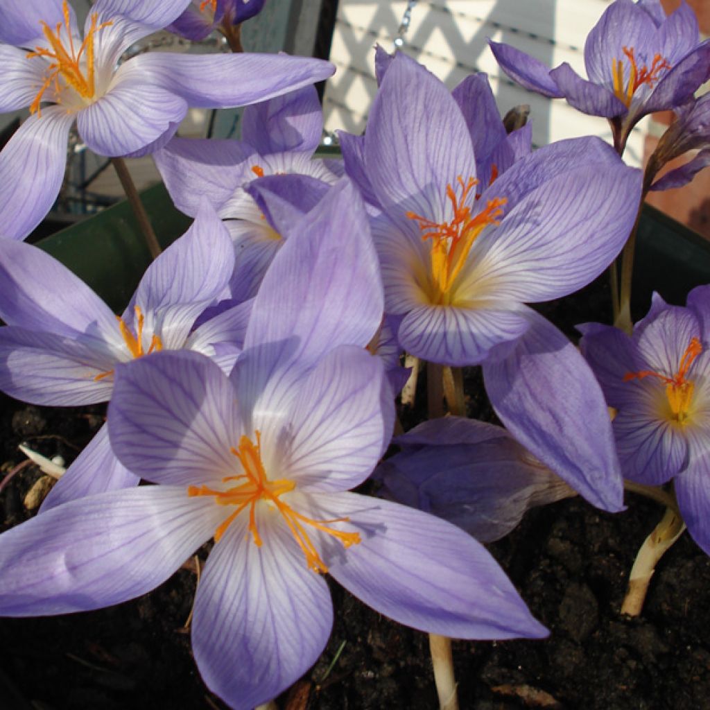 Crocus speciosus Conqueror