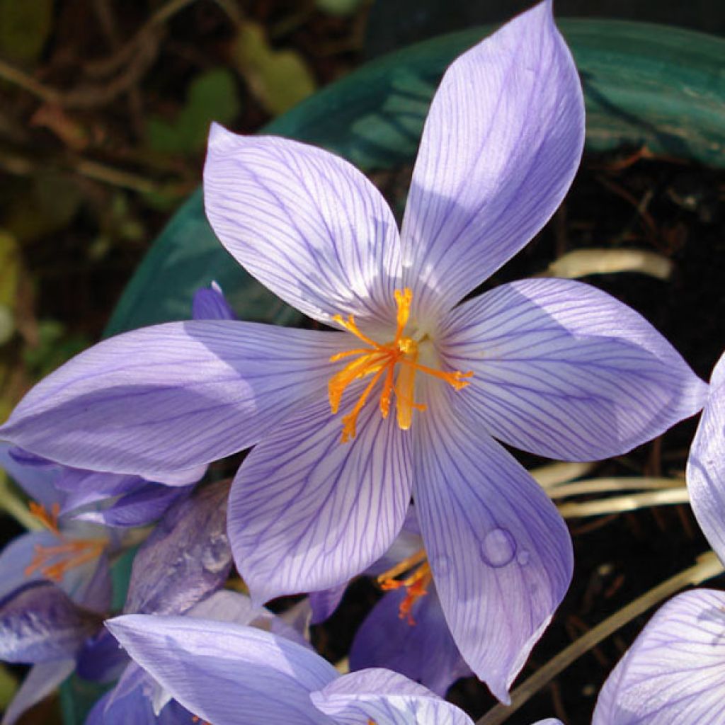 Crocus speciosus Conqueror