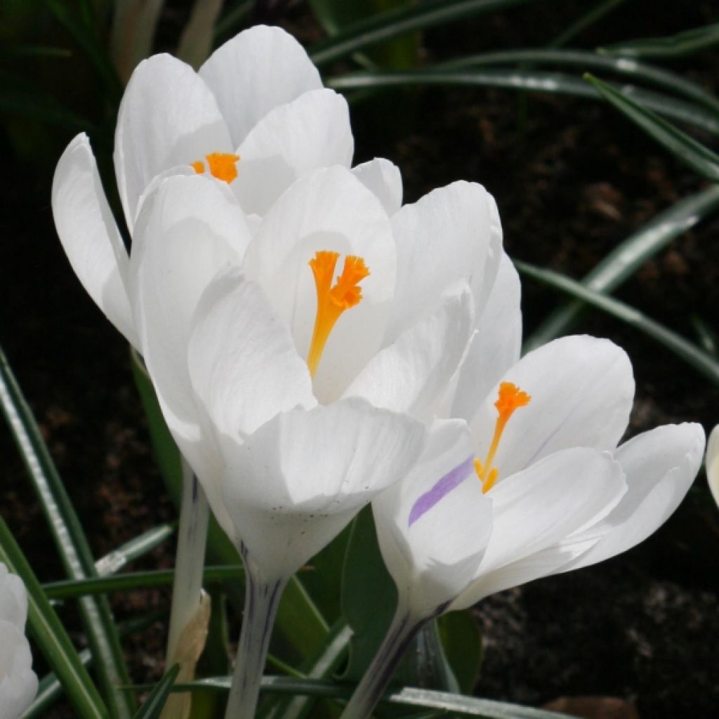 Crocus vernus Jeanne dArc