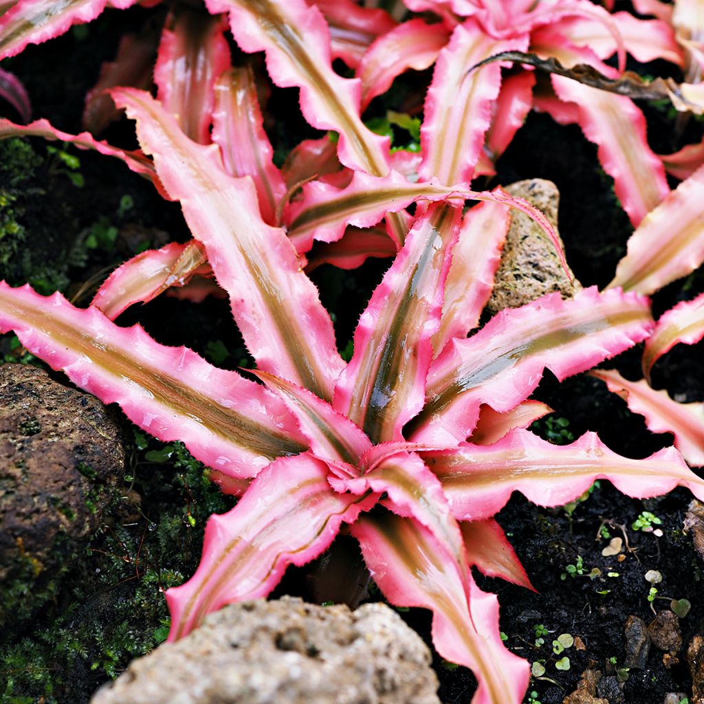 Cryptanthus bivittatus Pink Star - Earth star
