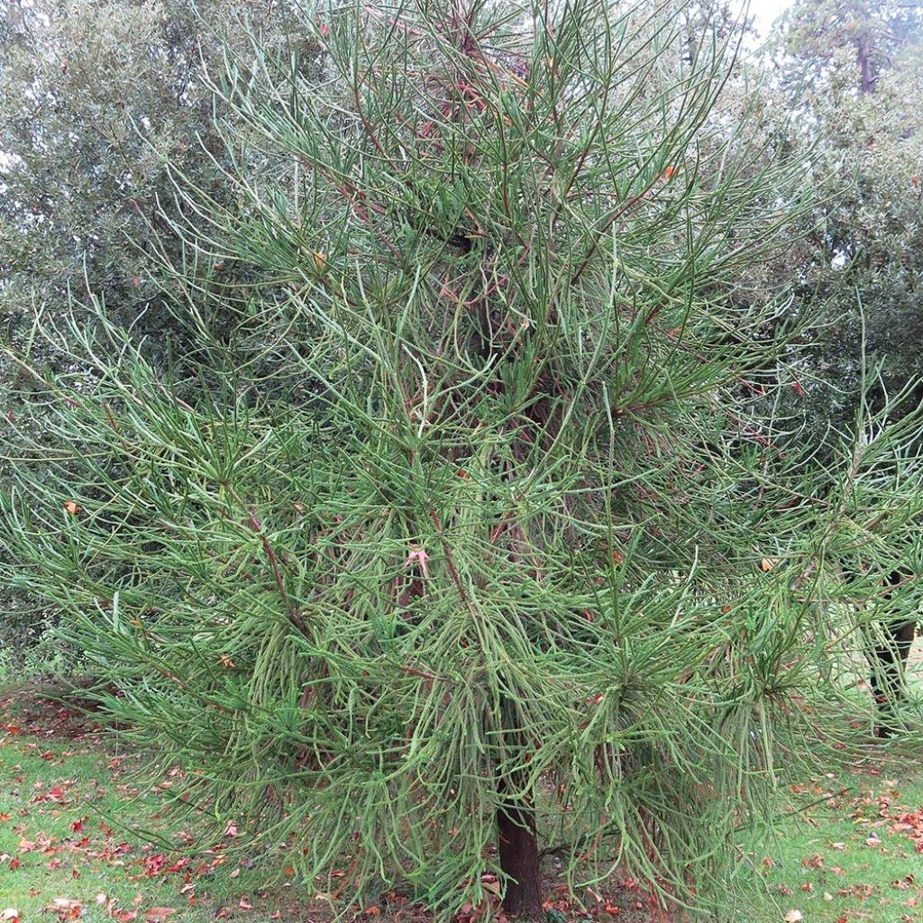 Cryptomeria japonica Araucarioides
