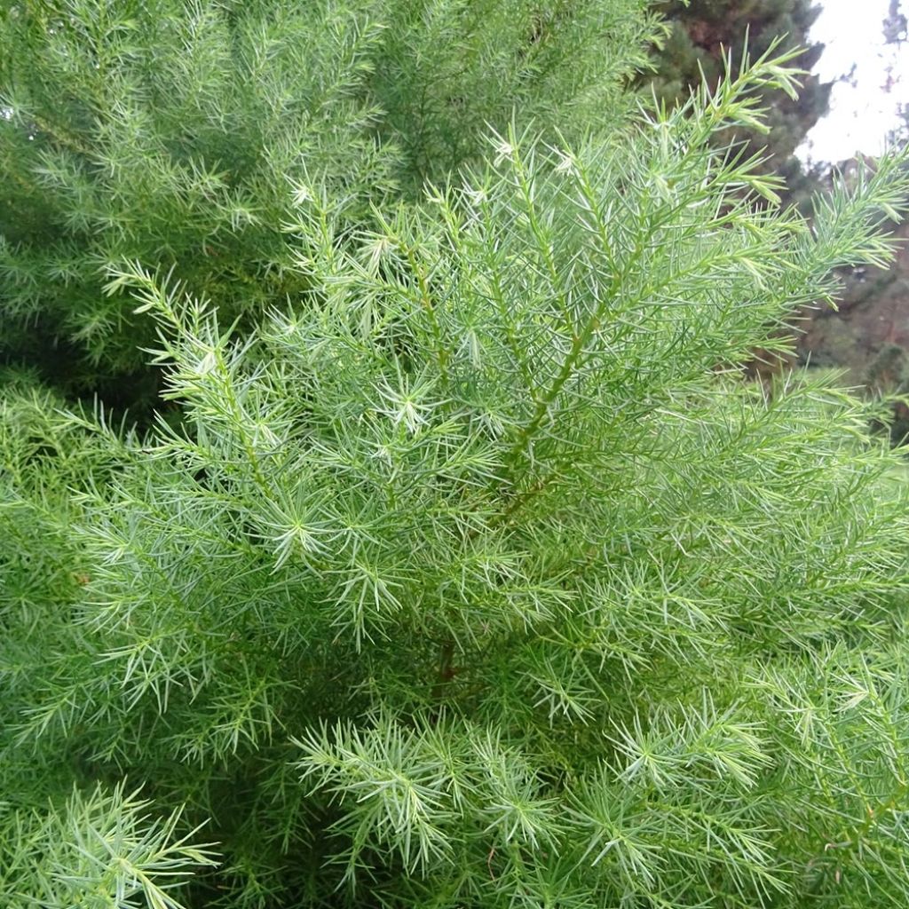 Cryptomeria japonica Elegans - Japanese Cedar