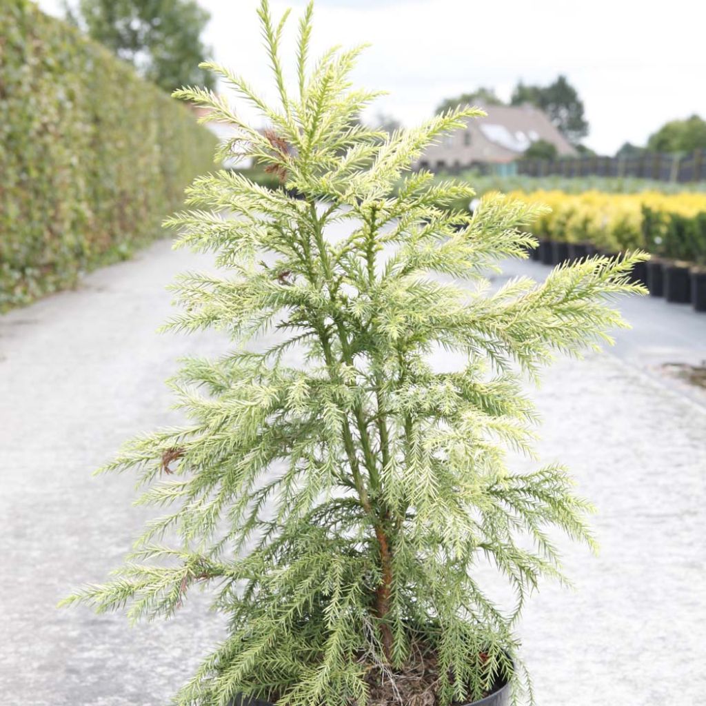 Cryptomeria japonica Sekkan-Sugi