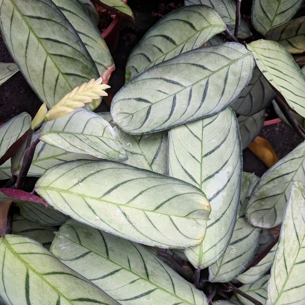 Ctenanthe burle-marxii Amagris - Never never plant