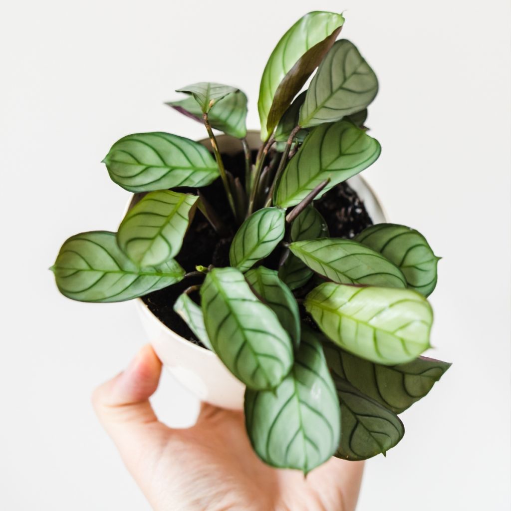 Ctenanthe burle-marxii Amagris - Never never plant