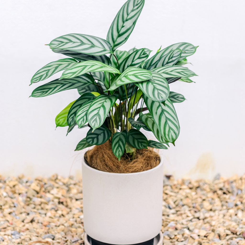 Ctenanthe Compactstar 