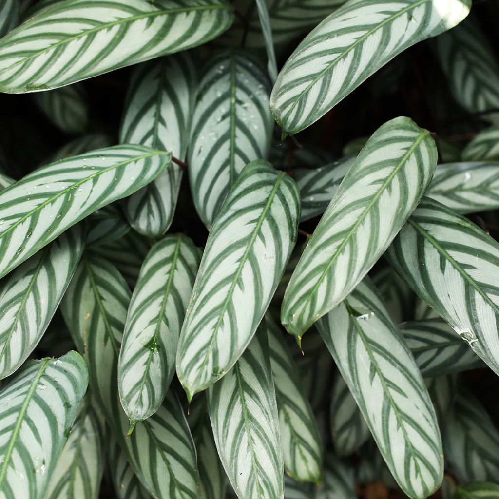 Ctenanthe Compactstar 