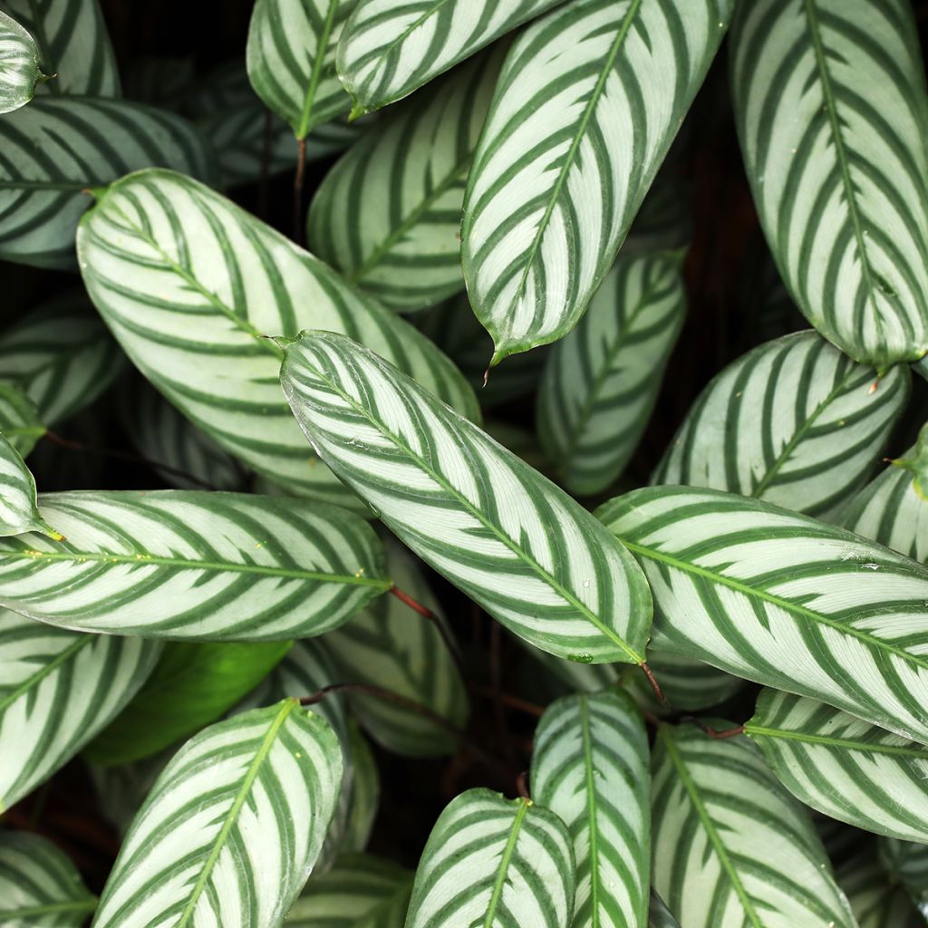 Ctenanthe setosa - Never never plant