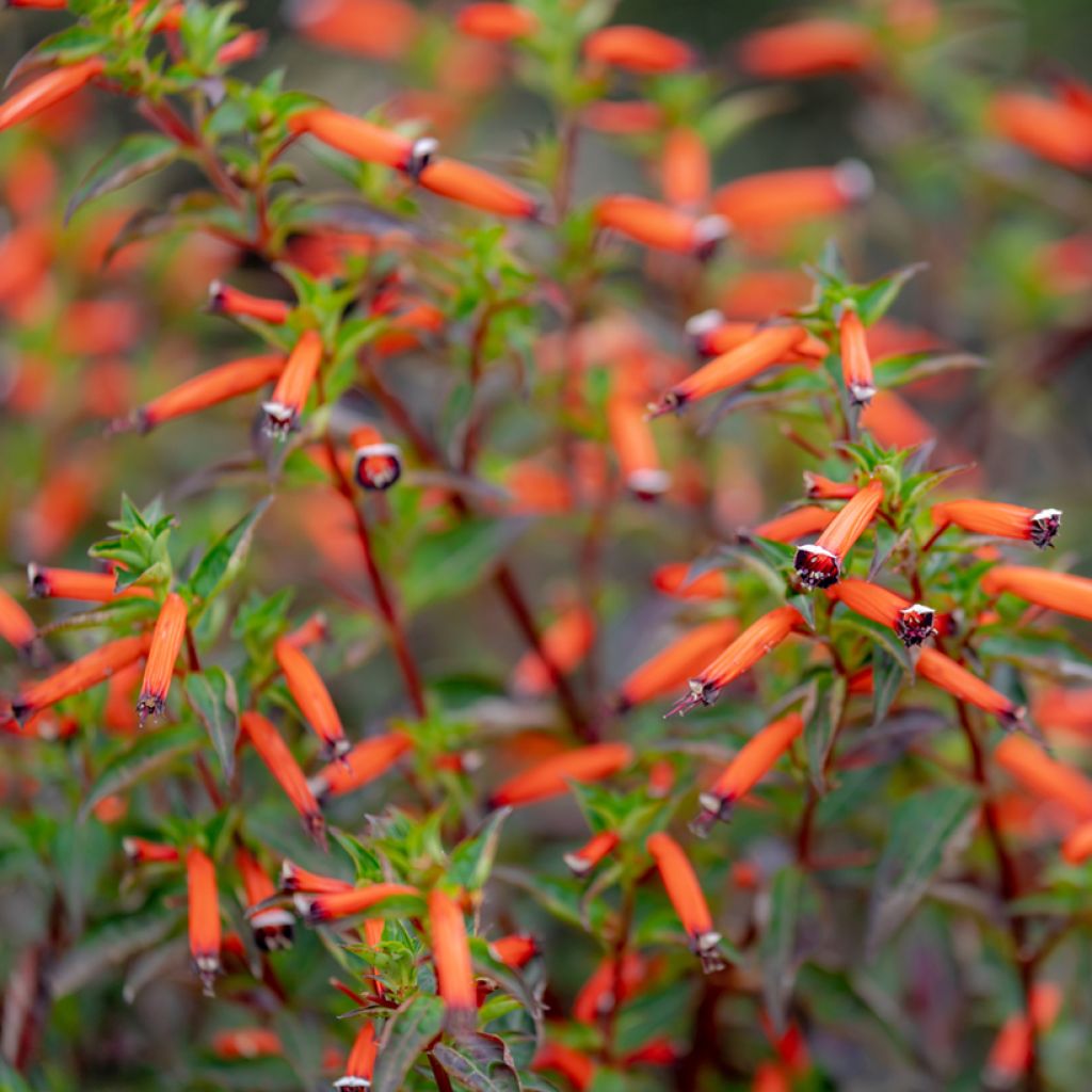 Cuphea ignea Scarlet