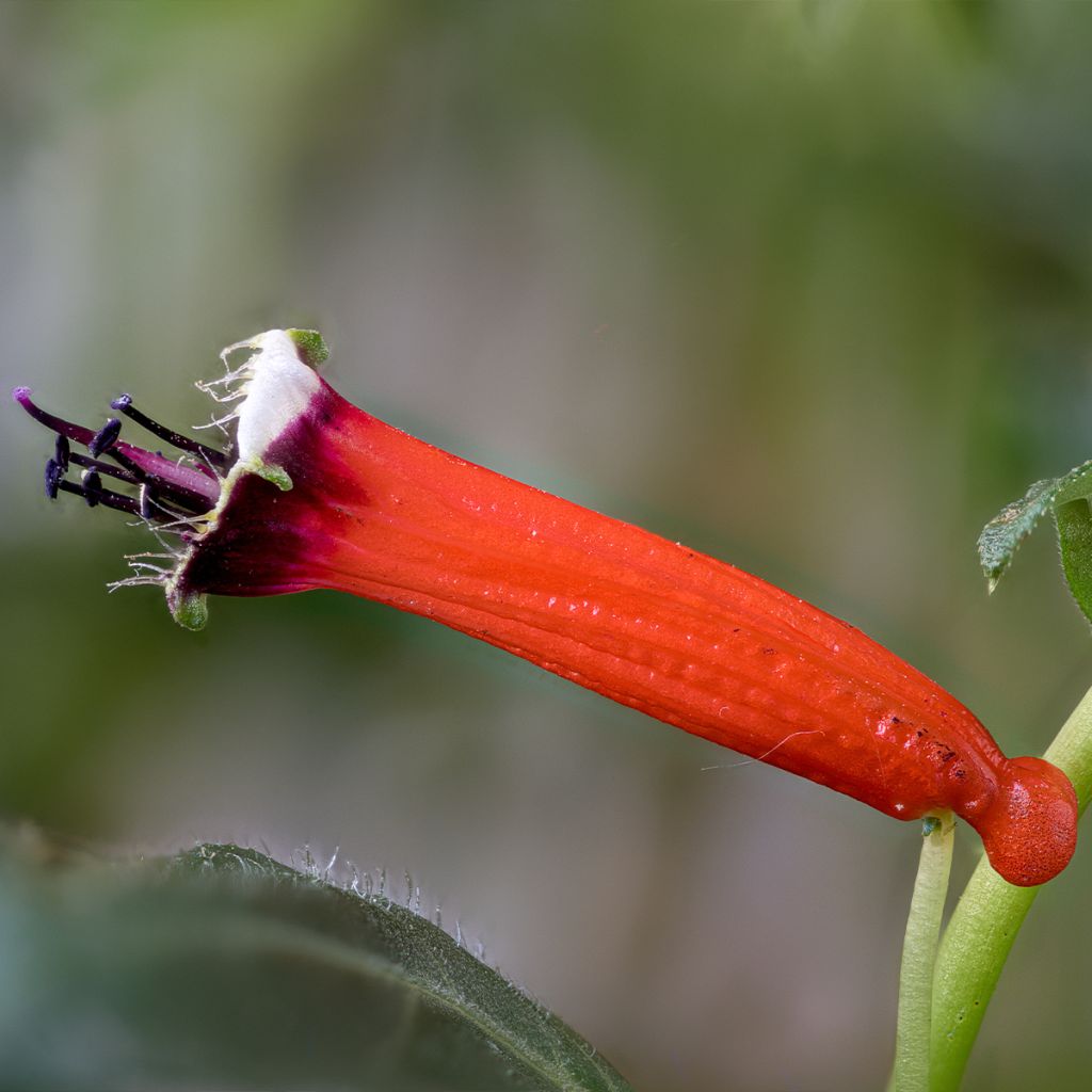 Cuphea ignea Scarlet