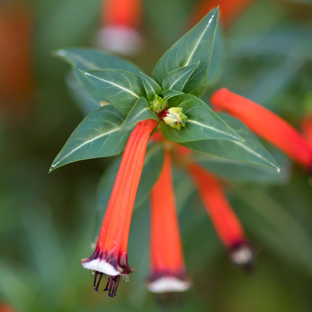 Cuphea ignea Scarlet