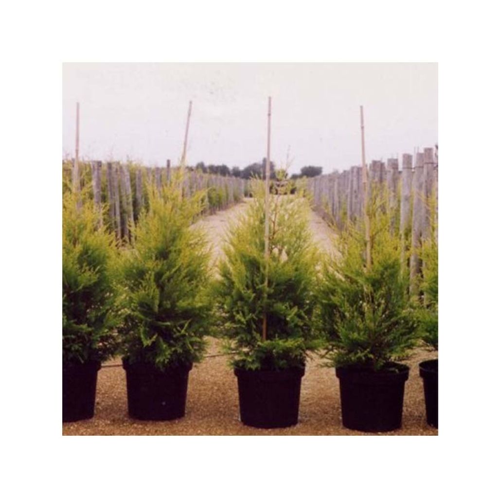 Cupressocyparis leylandii Excalibur Gold