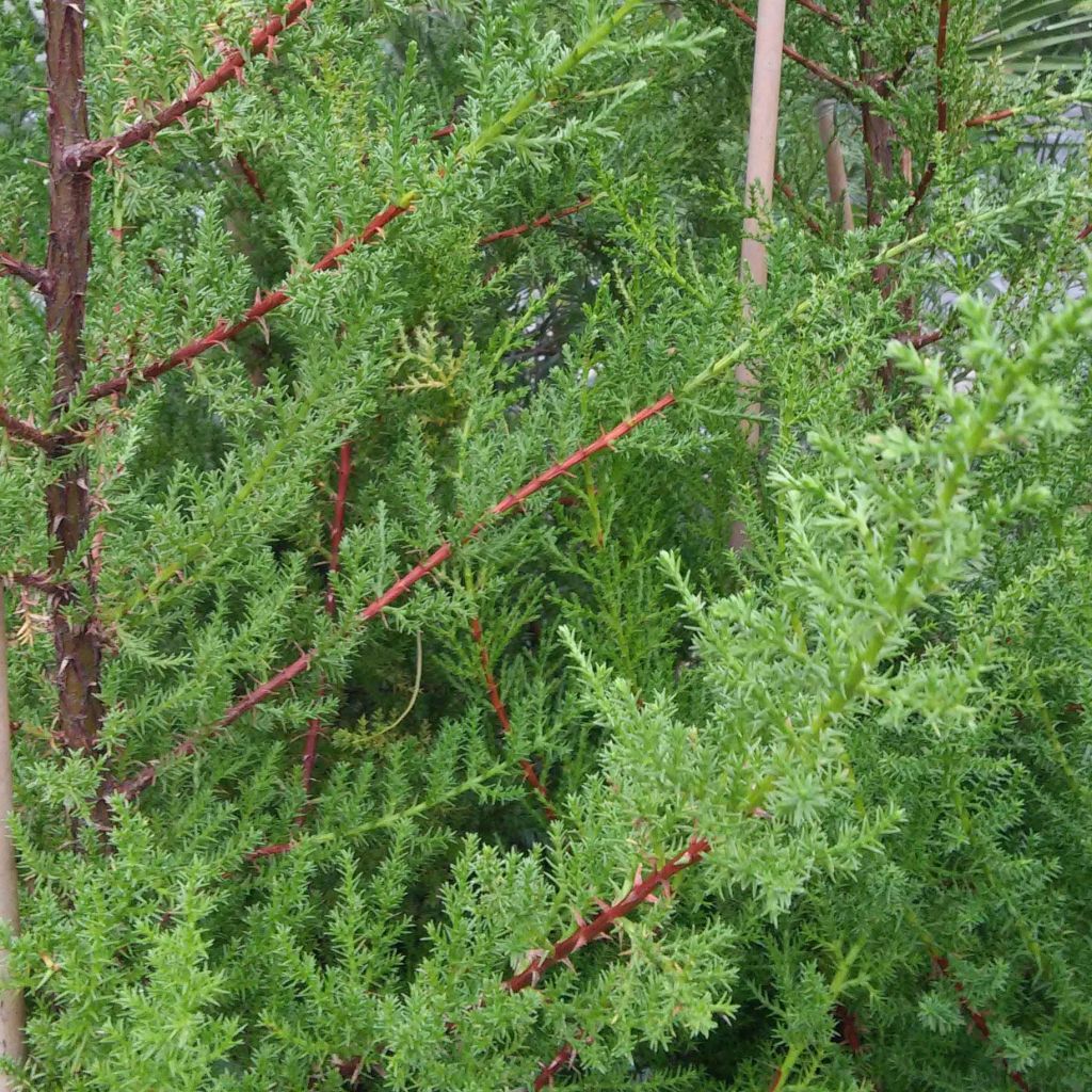 Cupressus macrocarpa