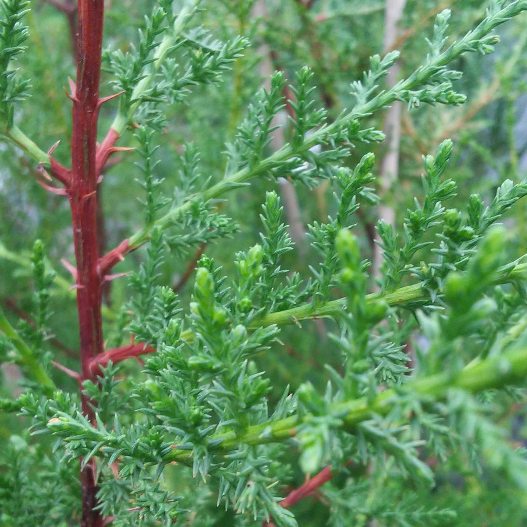 Cupressus macrocarpa