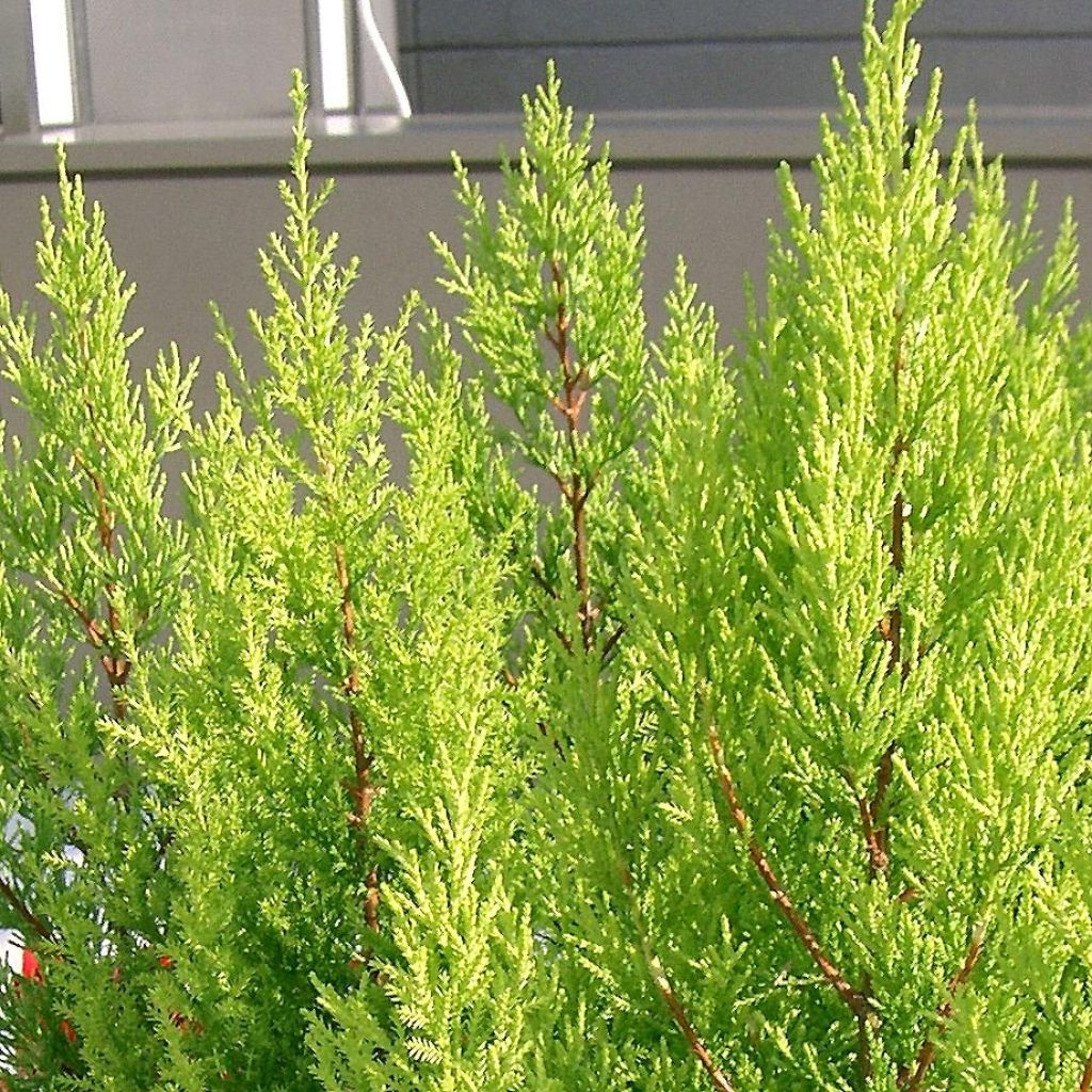 Cupressus macrocarpa Goldcrest