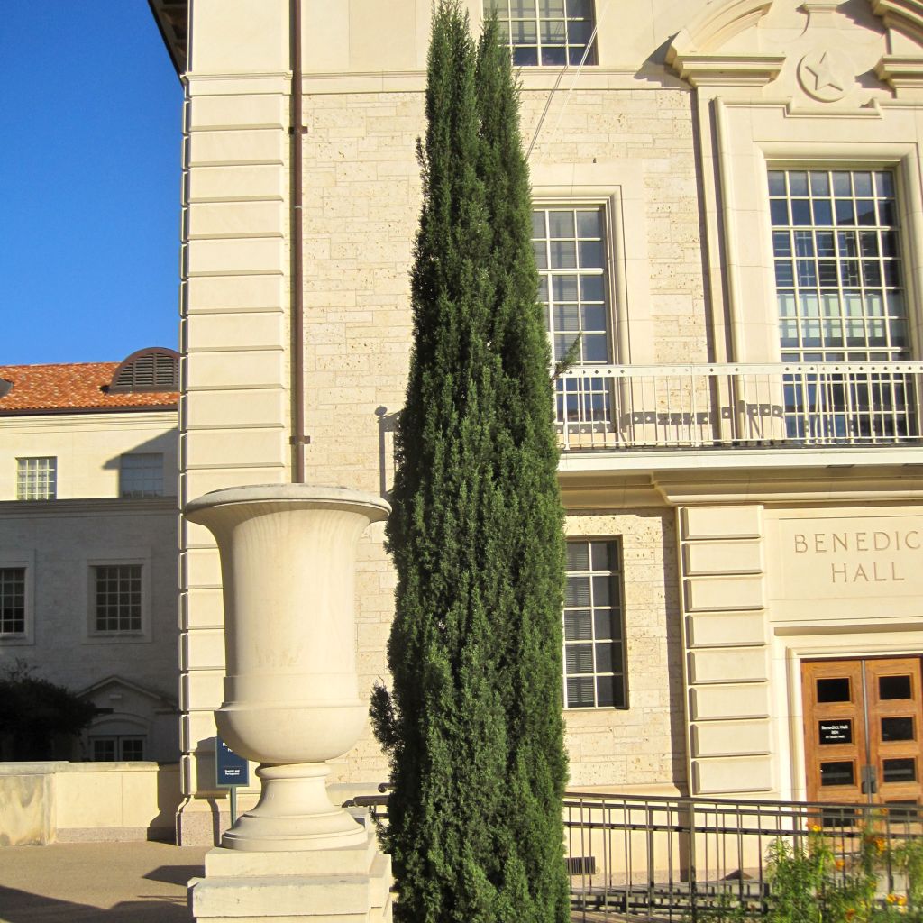Provence Cypress - Cupressus sempervirens Pyramidalis