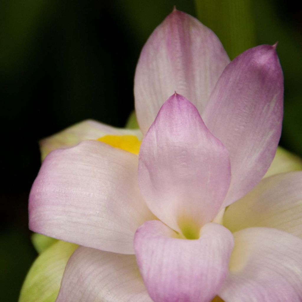 Curcuma longa - Common Turmeric
