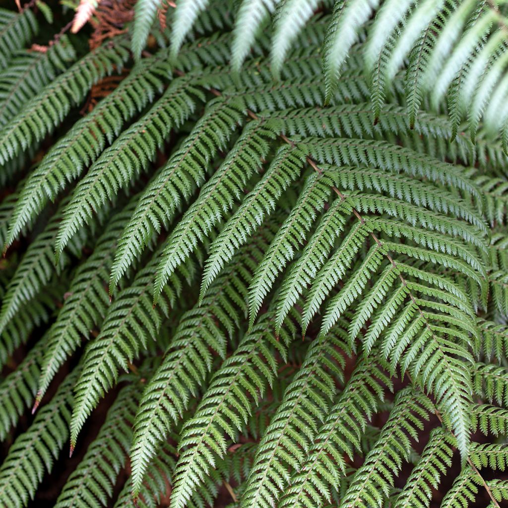 Cyathea australis - Australian Tree Fern