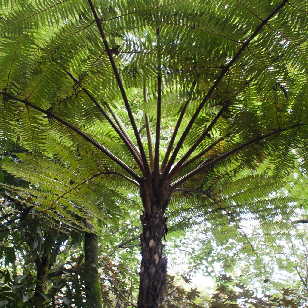 Cyathea cooperi - Australian Tree Fern