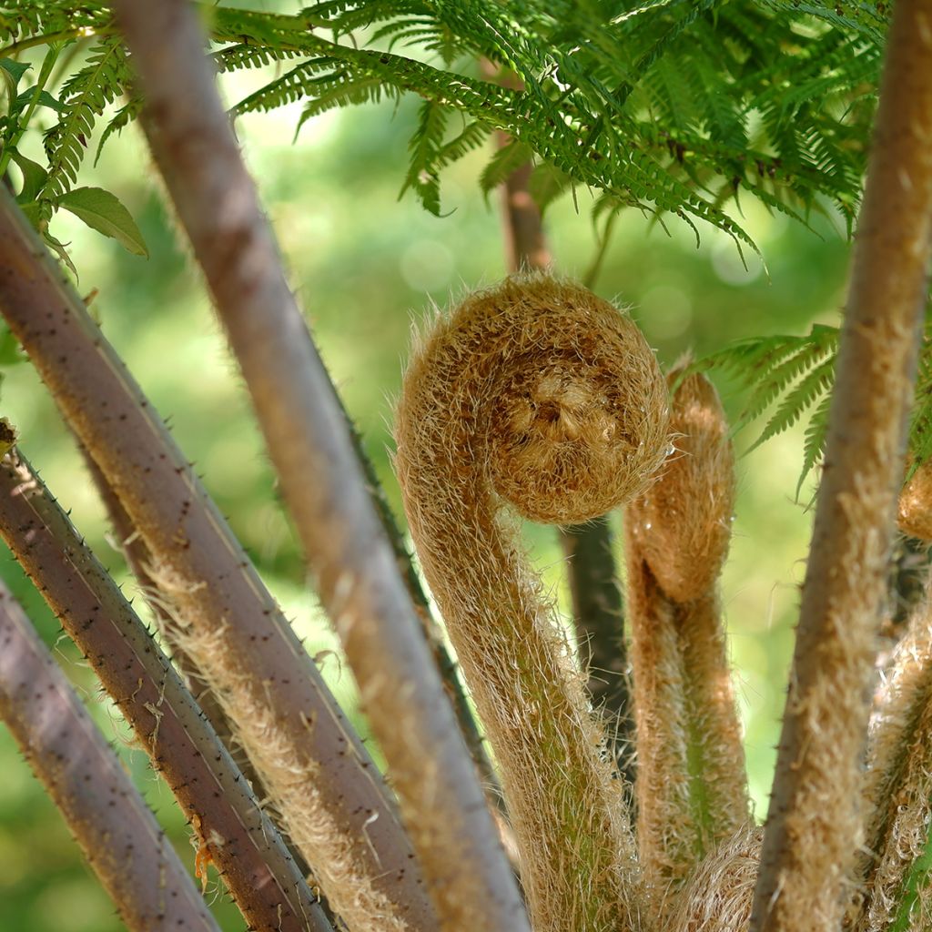 Cyathea cooperi - Australian Tree Fern