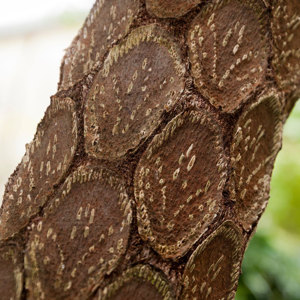 Cyathea cooperi - Australian Tree Fern
