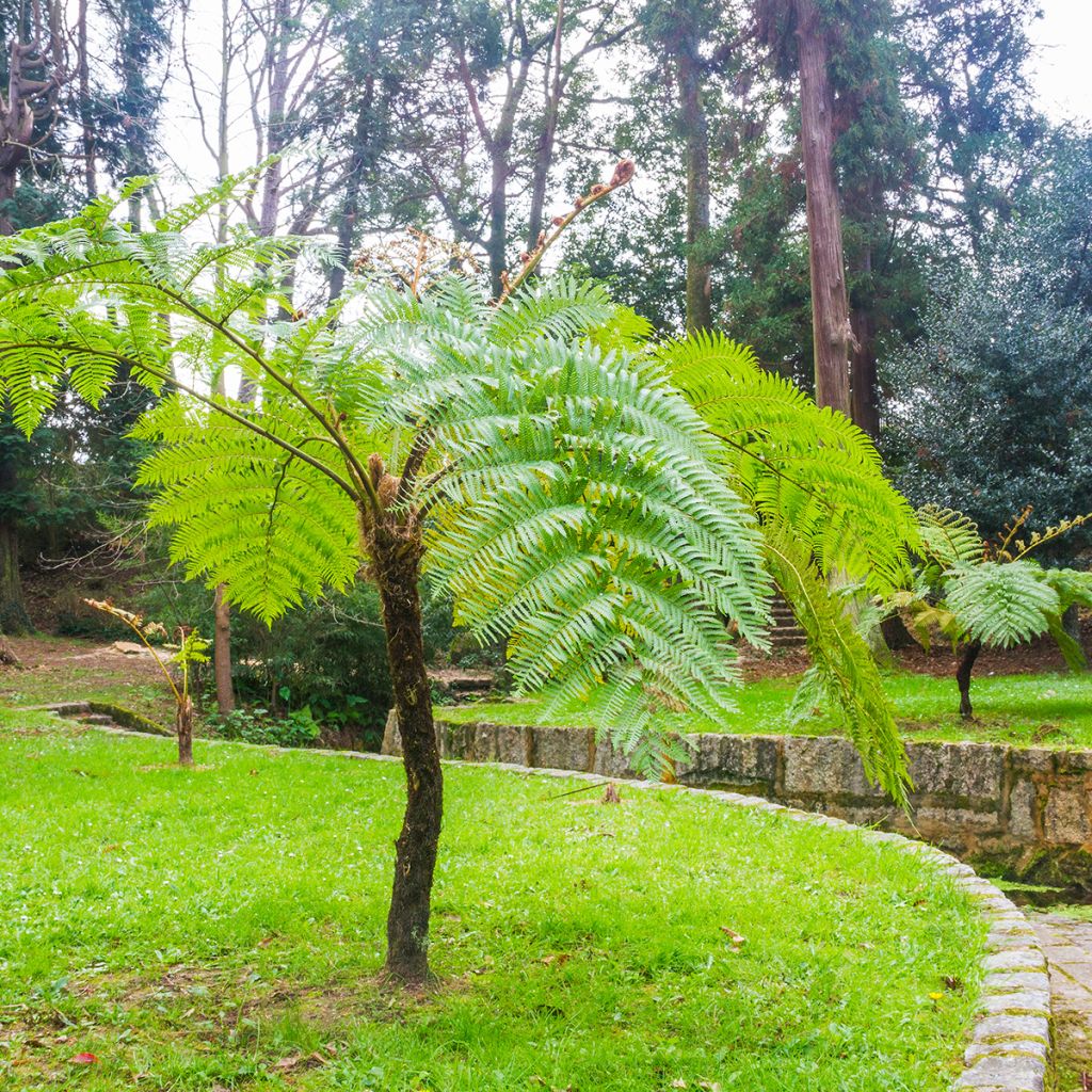 Cyathea cooperi - Australian Tree Fern