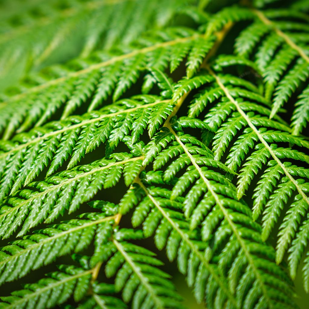 Cyathea cooperi - Australian Tree Fern