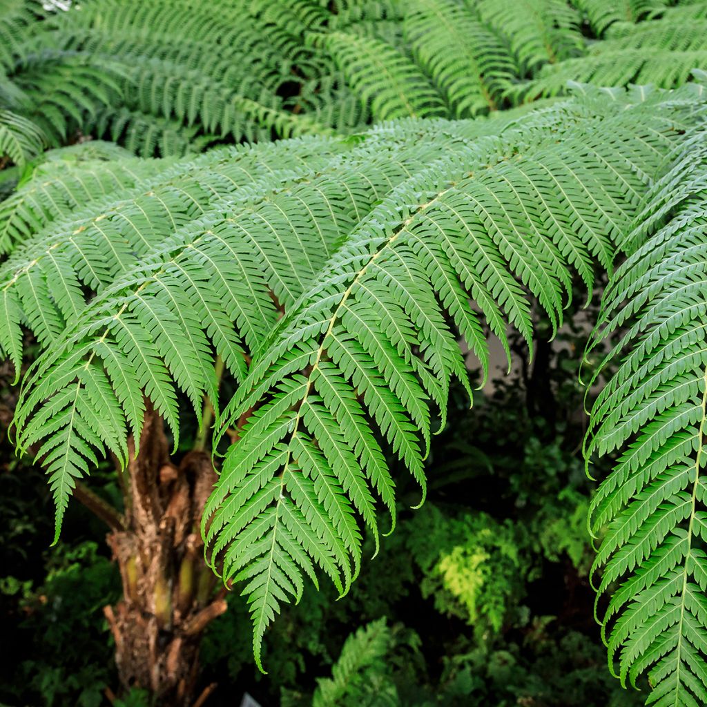 Cyathea cooperi - Australian Tree Fern