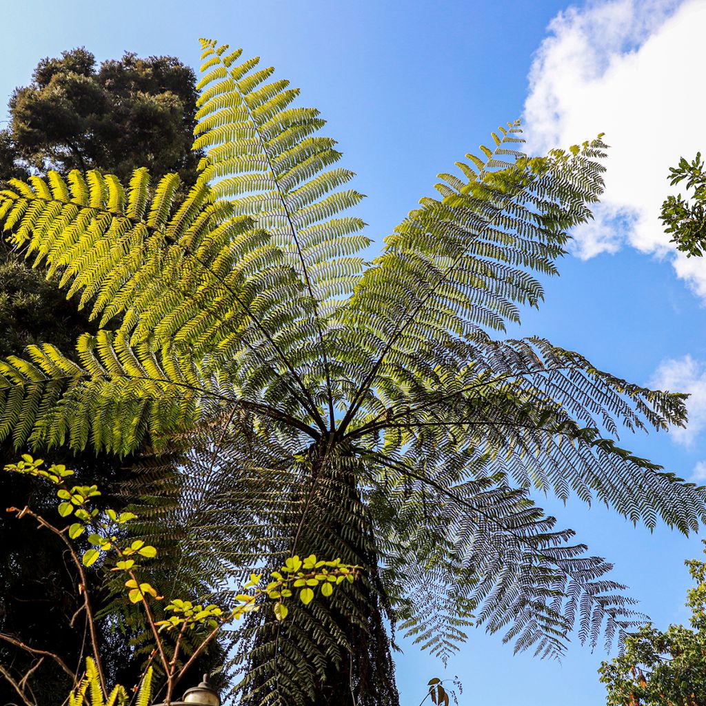 Cyathea cooperi - Australian Tree Fern