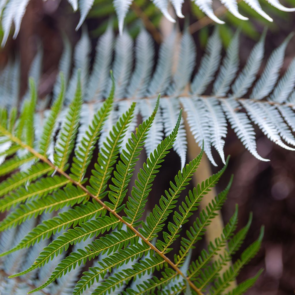 Cyathea dealbata - Silver Tree Fern