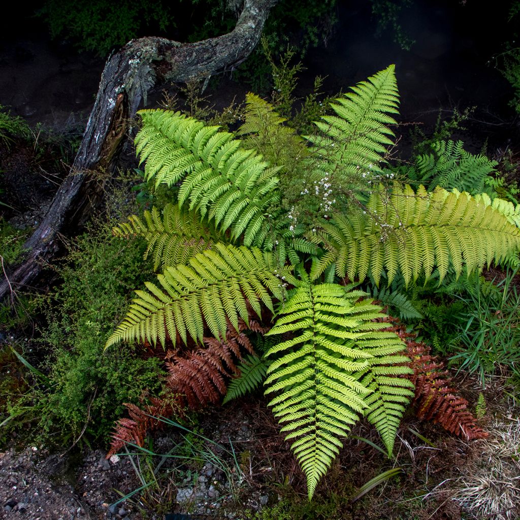 Cyathea dealbata - Silver Tree Fern