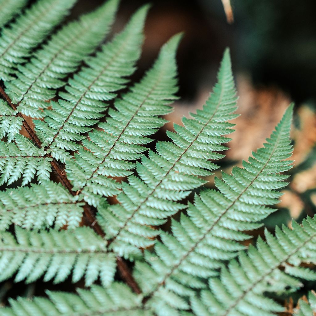 Cyathea dealbata - Silver Tree Fern